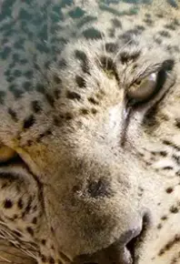 地平线动物纪录片